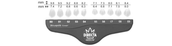 Directa kronor premolarer uk Nr 59